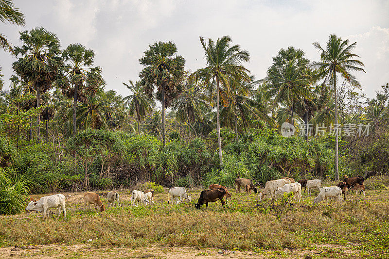 热带草地上的牛群
