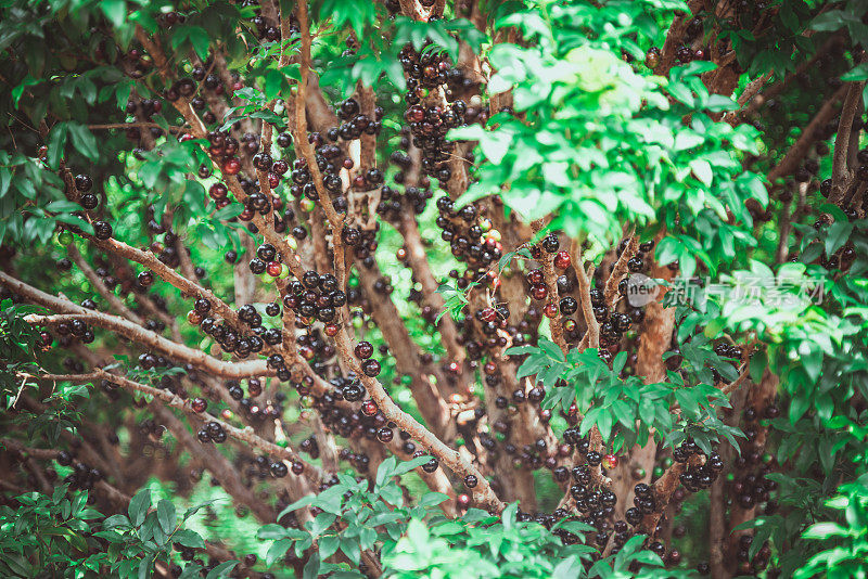 Jabuticaba