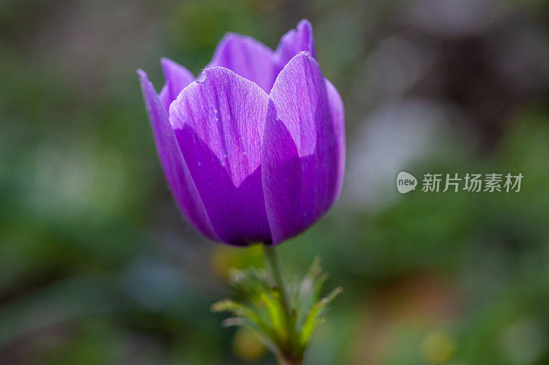 随着春天的到来，彩色的银莲花盛开的特写