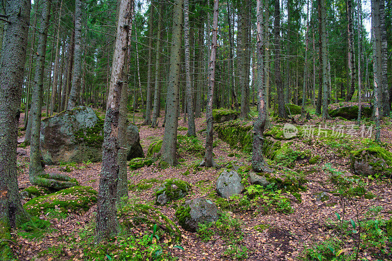 俄罗斯维堡monrepos公园松林里的石头