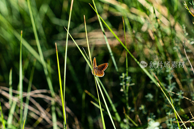 在植被中觅食的棕蝴蝶
