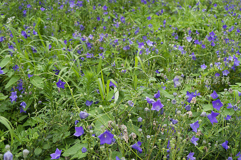 根菜类蔬菜