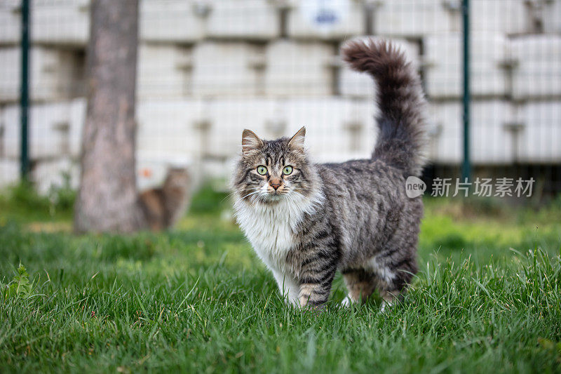 斑纹的流浪猫正站在草地上。