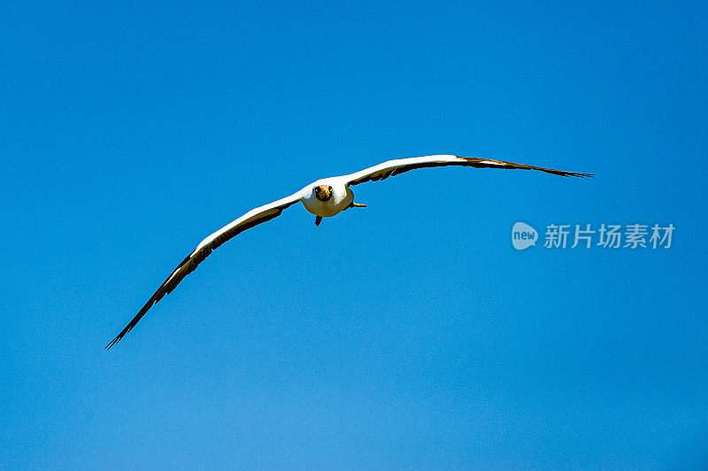 纳斯卡·布比、苏拉·格兰蒂、蓬塔·苏亚雷斯;罩岛;西班牙,岛加拉帕戈斯群岛;加拉帕戈斯群岛;厄瓜多尔。飞行。