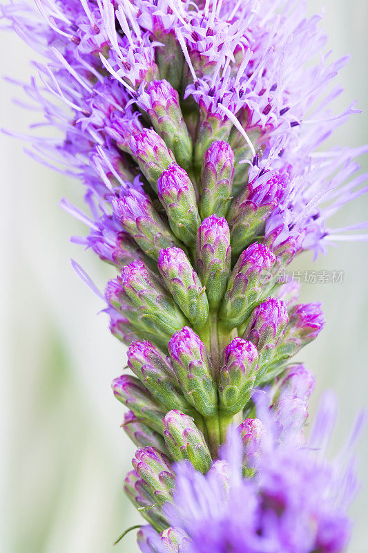 紫色Liatris