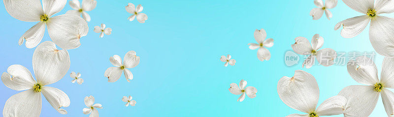 美丽的渐变天蓝色背景与漂浮的白色山茱萸花。化妆品广告及销售模板。本空间