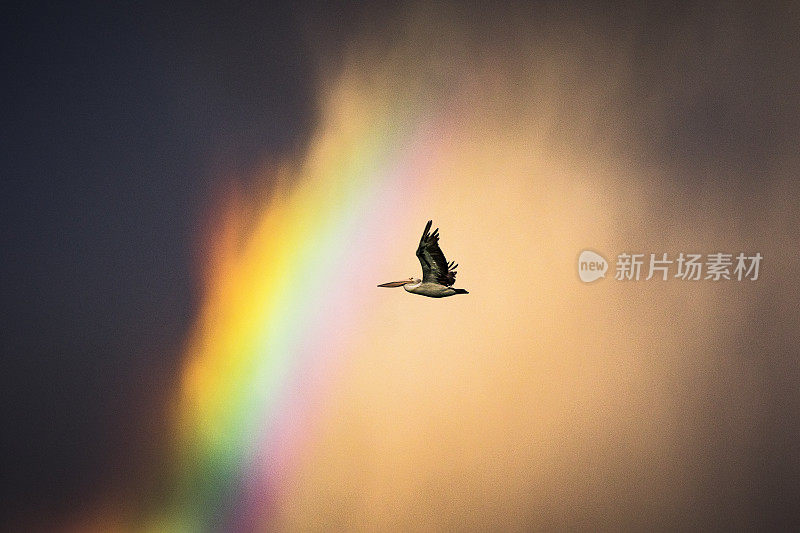 壮观的景象鹈鹕鸟飞过明亮的彩色彩虹与戏剧性的黑色风暴云