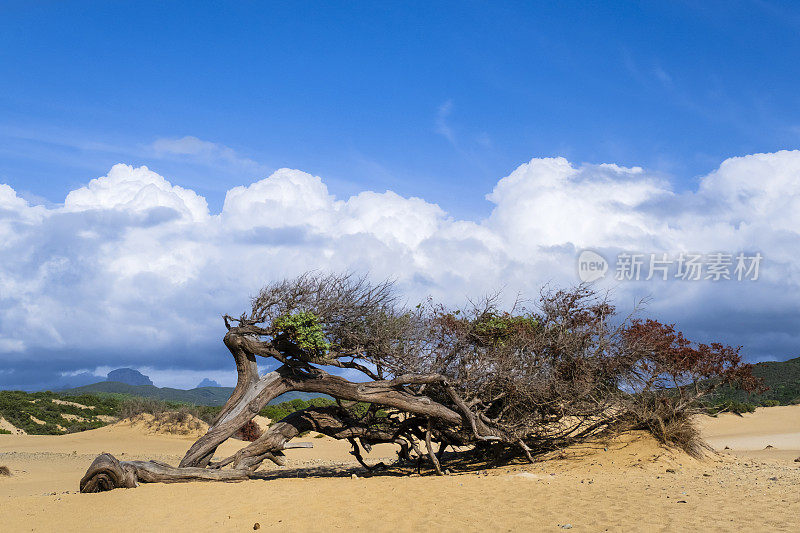 世俗杜松在皮西纳斯沙滩，撒丁岛西部的自然地标-意大利