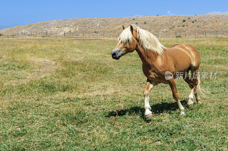 在牧场上跳跃的帕洛米诺彩色半人马
