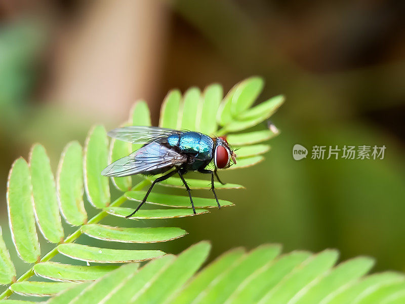 叶子上的一只苍蝇。