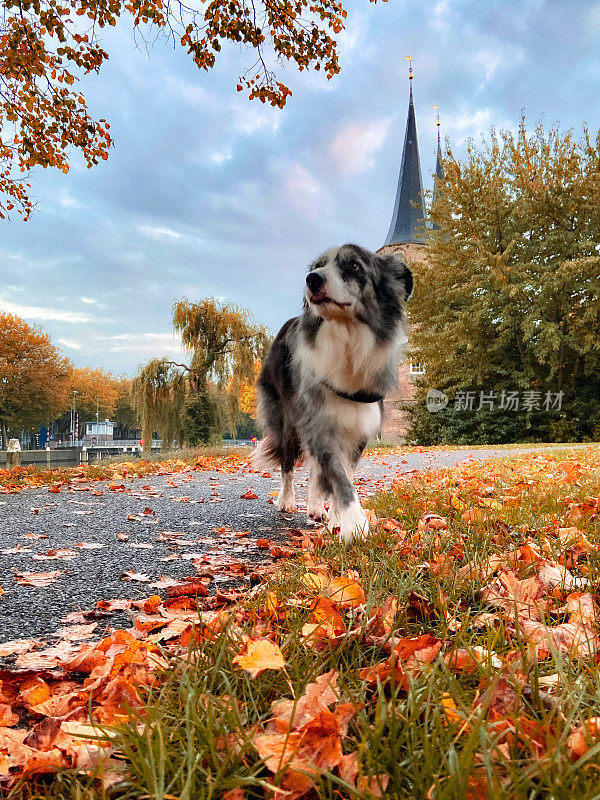 秋天的边境牧羊犬