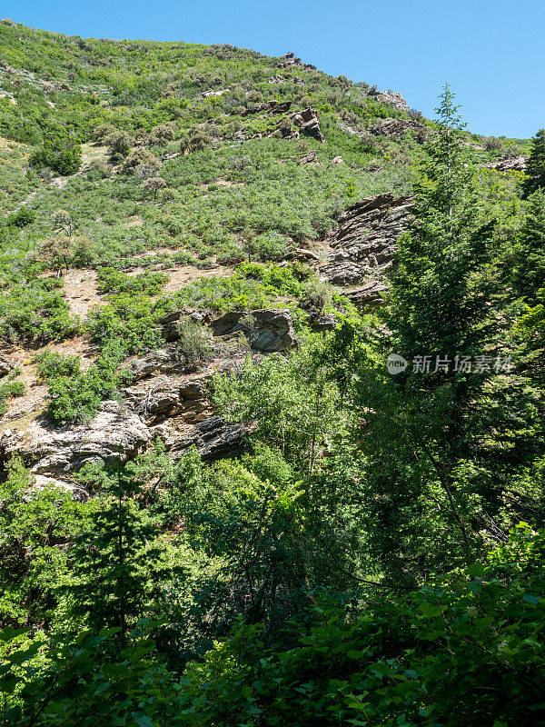 瓦萨奇山脉峡谷山坡细节。