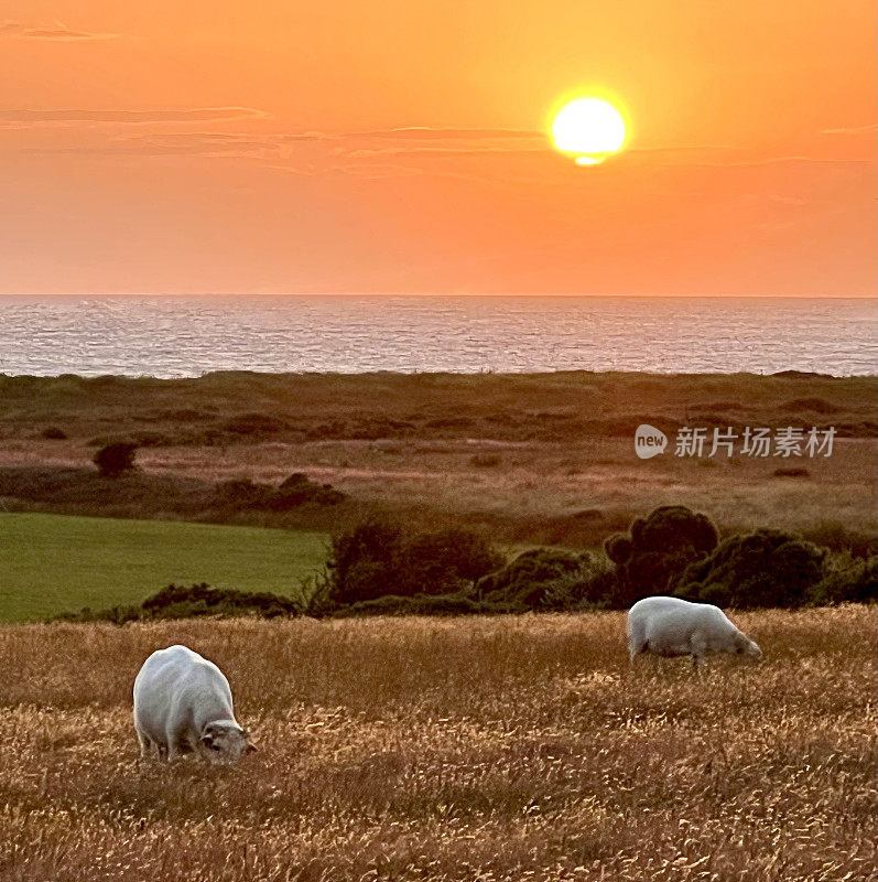 两只羊在日落时吃草，背景是大海