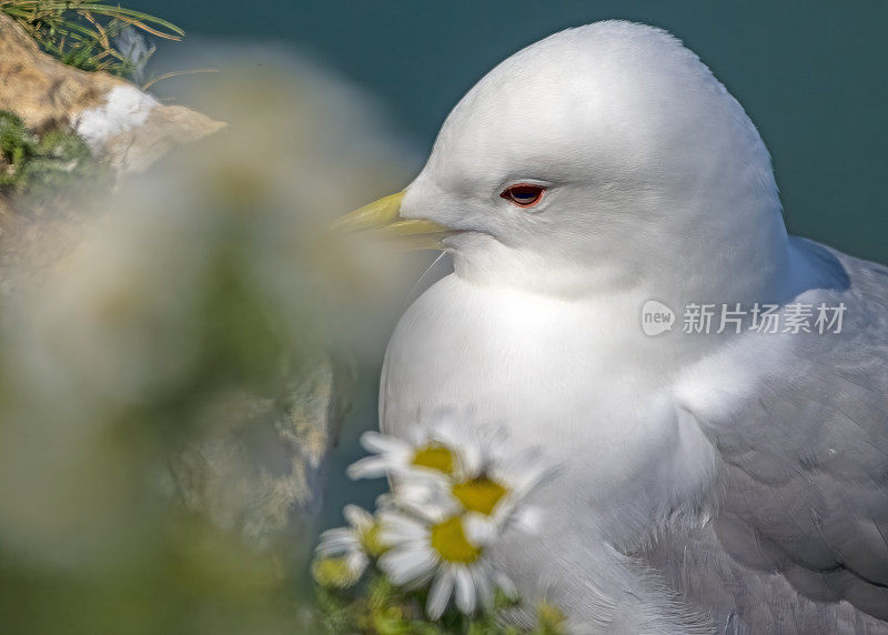 汉普顿悬崖上的基蒂威克