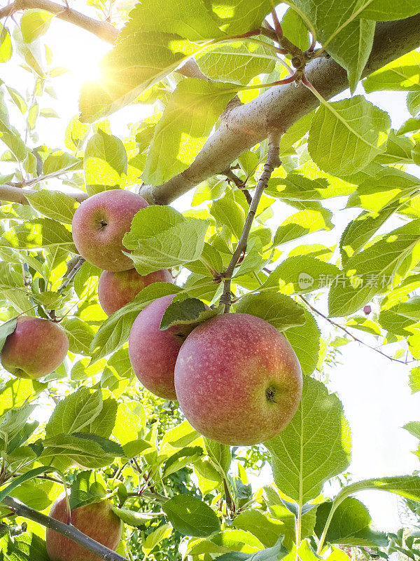 果园里的苹果