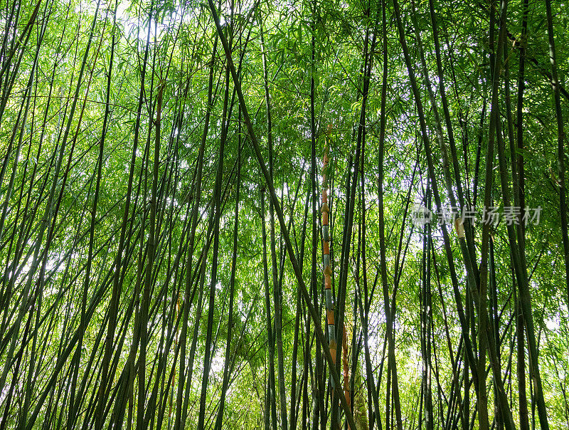 湄公河三角洲后江省的竹林
