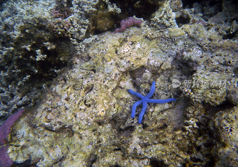 水下珊瑚景观，卡布伊岛，拉贾安帕特，西南巴布亚，印度尼西亚