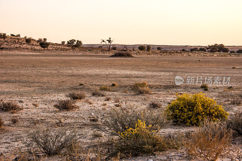 黎明时分，在南非卡拉加迪国家公园看似贫瘠干燥的诺索河床上。