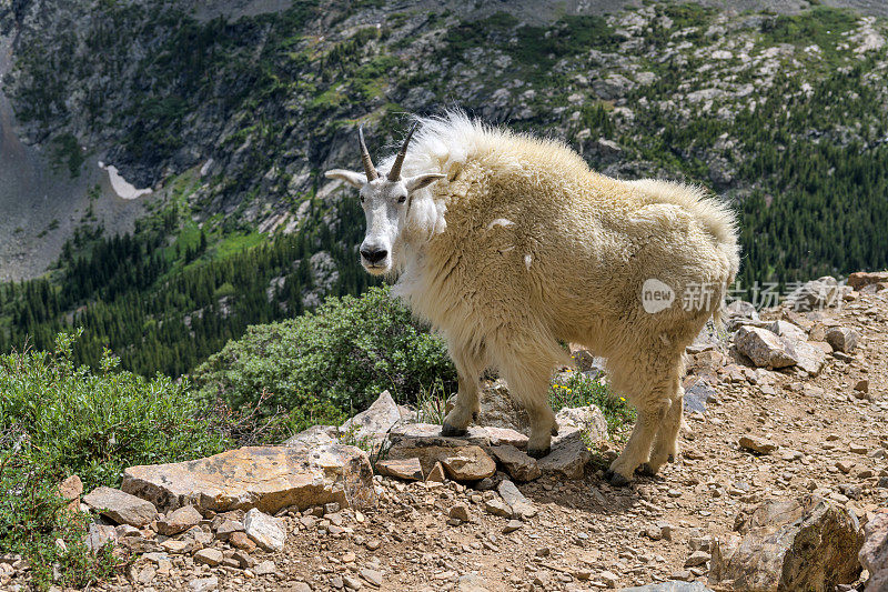 山路上的山羊-在一个阳光明媚的夏日，一只成年山羊站在崎岖的山路上徒步旅行。美国科罗拉多州的窘境峰小径。