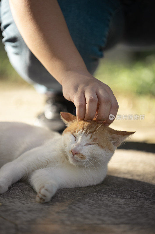 有人在抚摸一只街头小猫