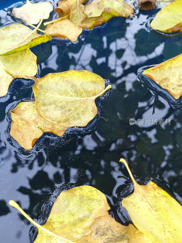 秋天的心情。黄色的秋天紫丁香叶子躺在水面上。紫丁香在水中的倒影。寒冷的太阳。有选择性的重点