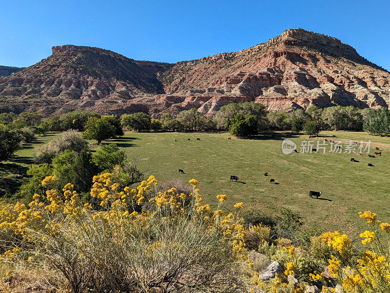 牛在绿色的草地上吃草，红色的岩石悬崖，沿着Kolob梯田路，在锡安国家公园附近，俯瞰史密斯梅萨在背景