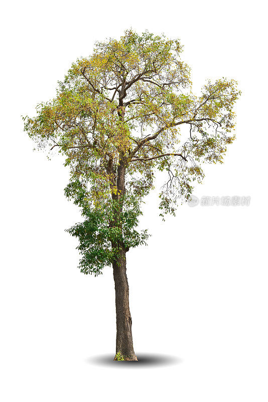 在白色背景上孤立的一棵大树。热带木材植物用于广告，建筑设计，剪报路径。黄叶林和黄枝。大树干生长在秋天，秋天的季节