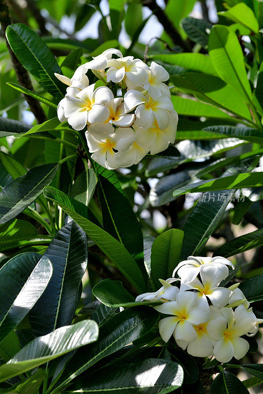 花:鸡蛋花