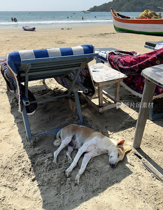 在炎热的天气里，印度果阿的Palolem海滩，从高处俯瞰，在阴凉的阳光下，印度野生流浪狗在沙滩上躲避炎热