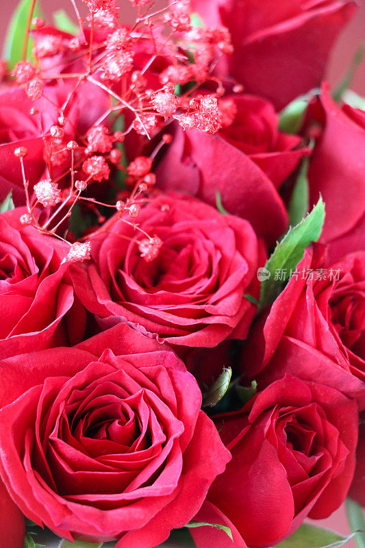 全画幅图像的红玫瑰和白色的吉普赛花束，红玫瑰花瓣和锯齿状的绿叶，情人节浪漫的插花，重点在前景