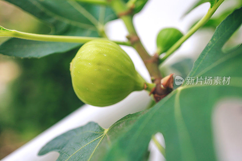 那棵长着绿无花果的树靠近了