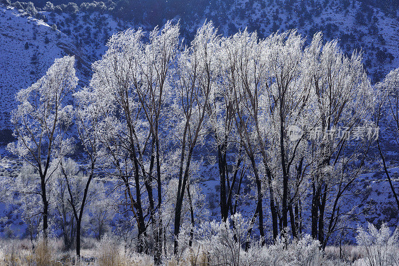 背光冰霜雪树冬季景观