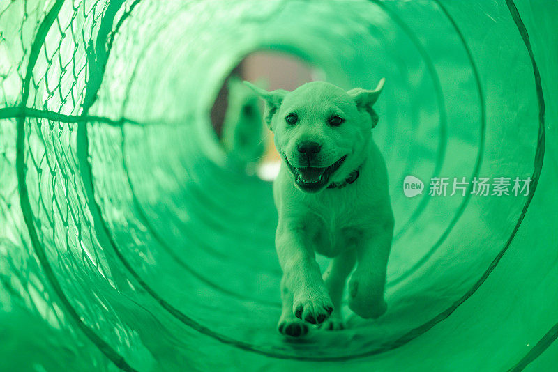 第61天敏捷-白色的拉布拉多犬学习如何一起跑过隧道
