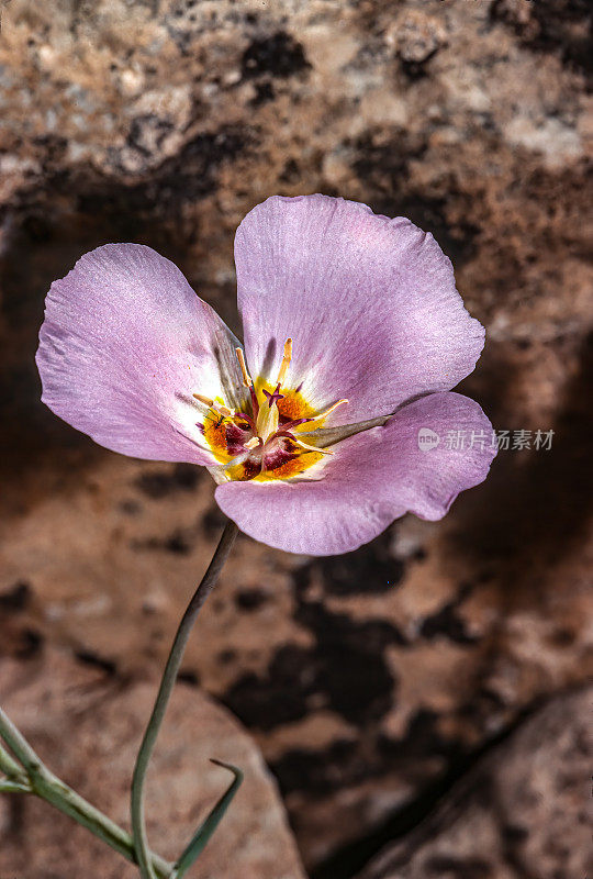 缠绕的茉莉，花冠草，犹他州锡安国家公园。