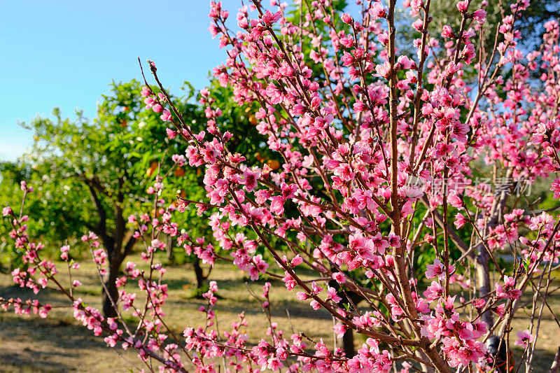 桃树在春天开花