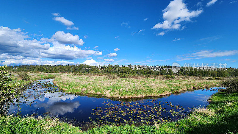美丽的蓝天和云在湿地水的反射，在加拿大不列颠哥伦比亚省的区域公园