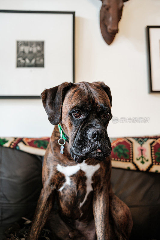 一只雄性拳师犬的肖像