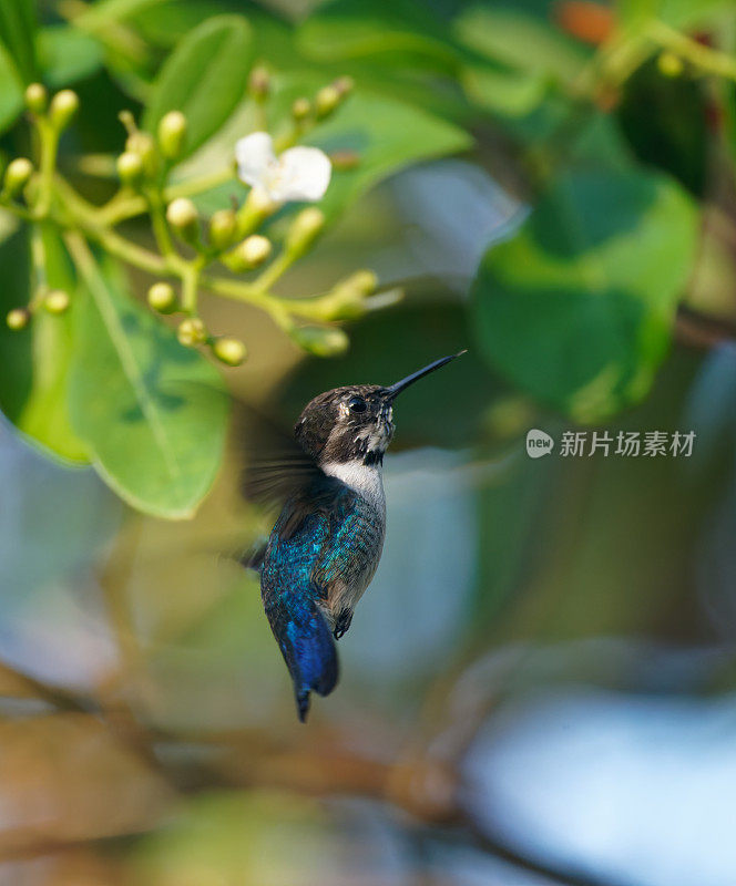 古巴蜂蜂鸟，雄性