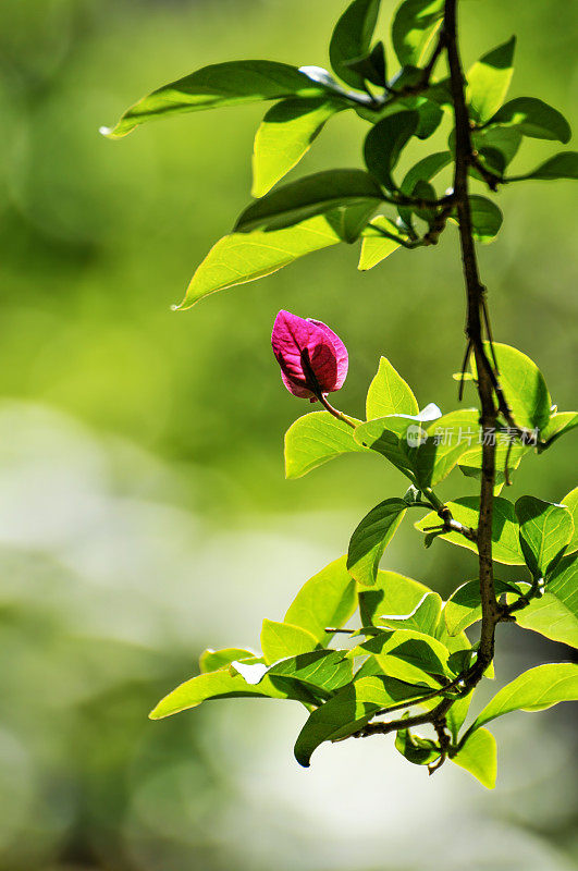 美丽的九重葛花