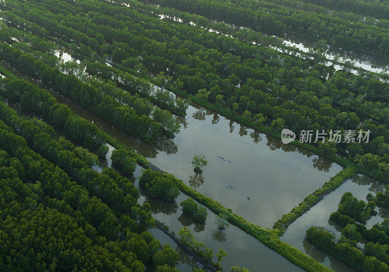 从上面看嘉茂红树林