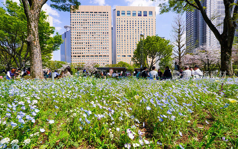 在摩天大楼环绕的新宿中央公园草坪上观赏樱花(东京新宿区)