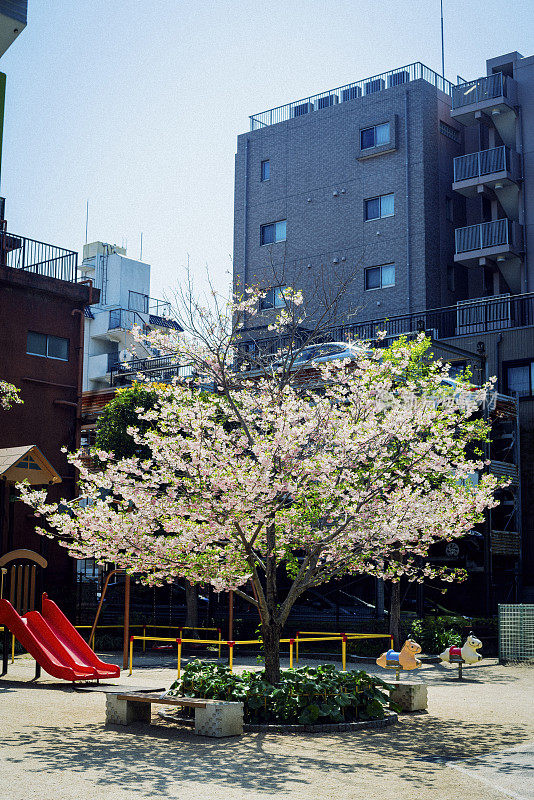 公园里的樱花。