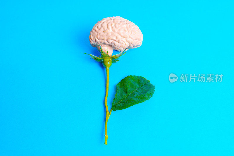 人类大脑的概念玫瑰