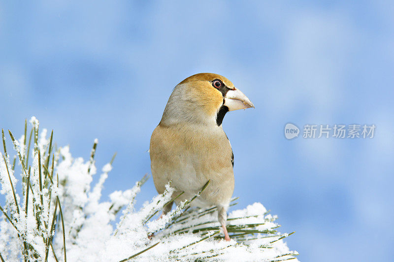 小树枝上的Hawfinch