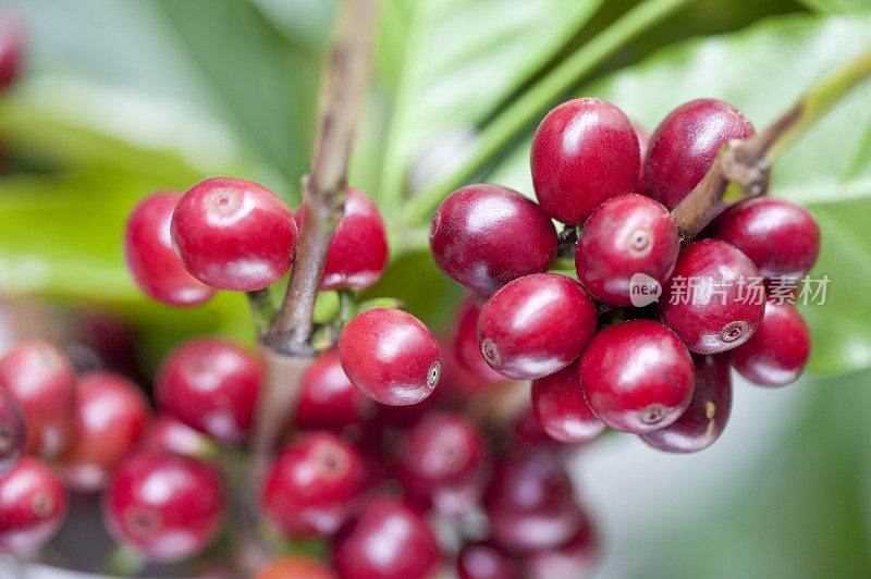 咖啡豆,咖啡树,屏东,台湾,亚洲,