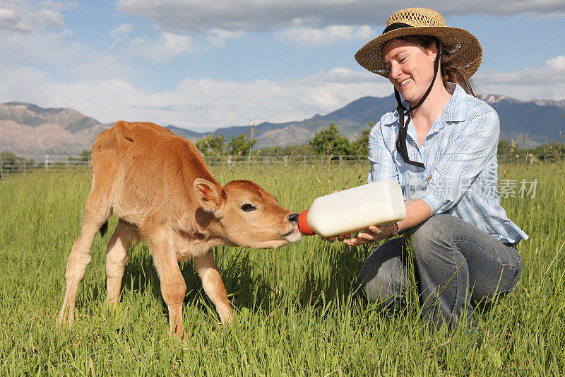 一个女人正在给小牛喂奶瓶