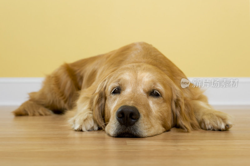 金毛猎犬等