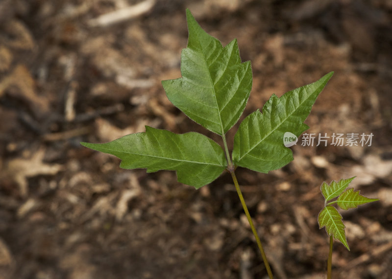 毒葛:“三片叶子，顺其自然”叶子鉴定