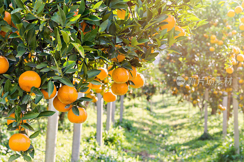 成熟和新鲜的橘子挂在枝头，橘子园