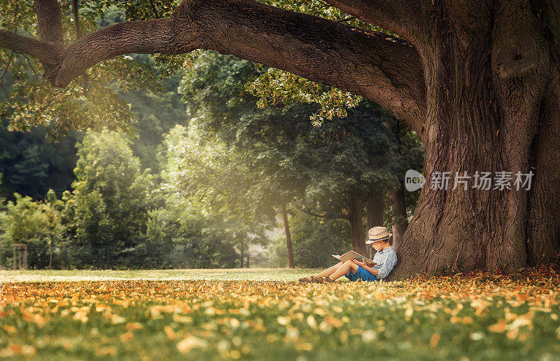 小男孩在一棵菩提树下看书